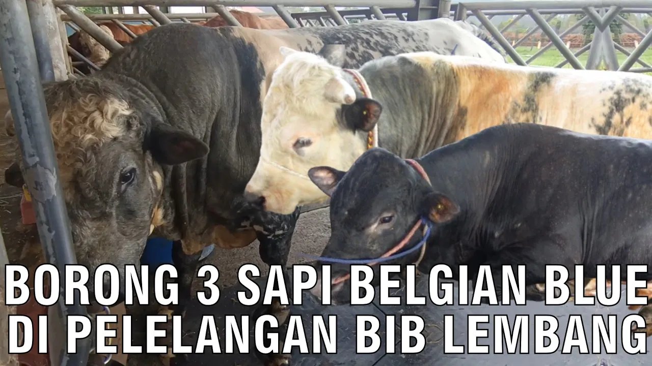 
                                 Borong-Sapi-Belgian-Blue-Di-Pelelangan-BIB-Lembang